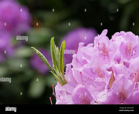 Détail d'une fleur de rhododendron hybride
