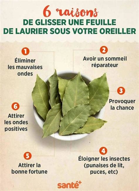 Infographie sur les bienfaits du laurier noble : digestion, immunité et usages en aromathérapie