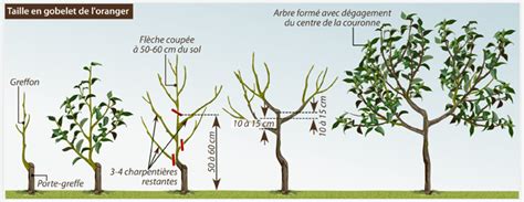 Schéma de taille de l'oranger du Mexique après la floraison