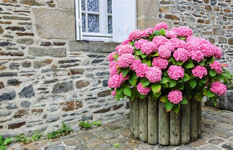 Hortensia paniculé cultivé avec succès dans un grand pot sur une terrasse