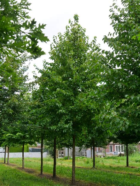 feuilles et écorce de Corylus Colurna