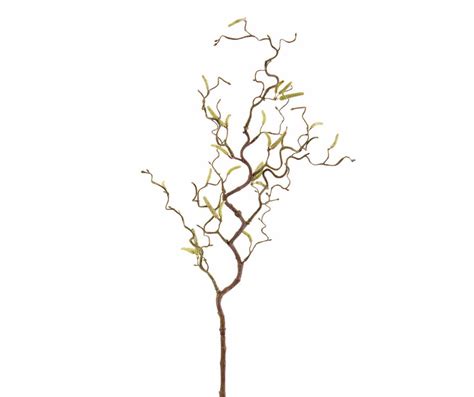 branche de noisetier tortueux en vase
