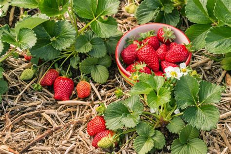 Plan de jardin avec des fraisiers