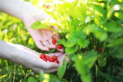 Main cueillant une fraise rouge mûre