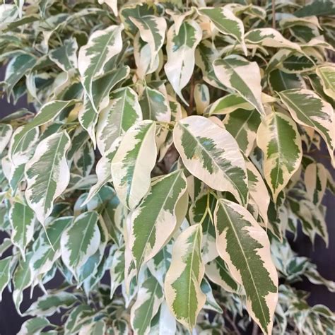 Ficus benjamina 'Starlight' avec ses feuilles panachées