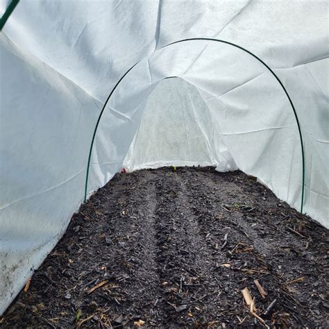 Jeunes plants sous tunnel en début de printemps