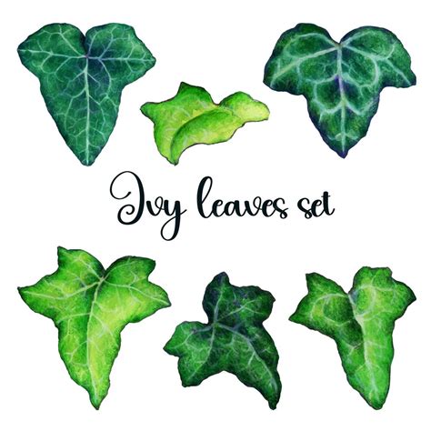 Illustration détaillée de feuilles de lierre Hedera helix montrant des variations de formes et de couleurs