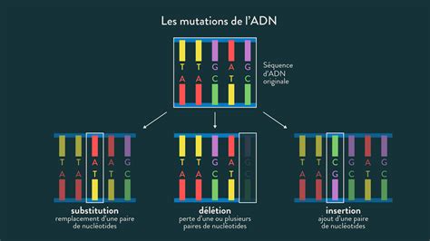 Schéma explicatif illustrant le processus de mutation cellulaire dans les méristèmes du lierre