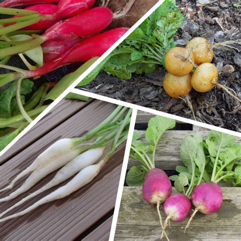 variétés diverses de radis colorés