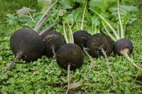 récolte de radis noirs dans un potager