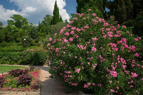 Massif de lauriers roses devant un mur