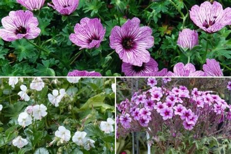 Schéma comparatif entre un géranium vivace et un pélargonium