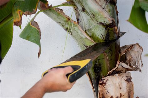 Outil pour tailler les feuilles de bananier
