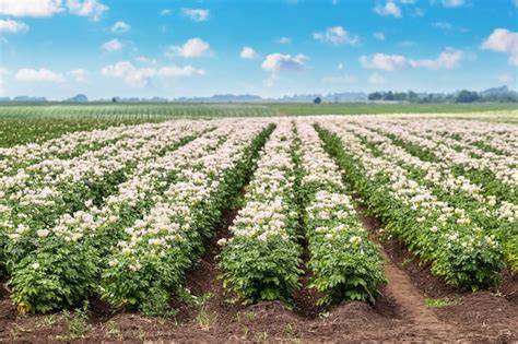 Champ de pommes de terre en fleurs avec des tubercules à peau rouge en premier plan