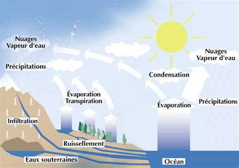 Schéma illustrant le cycle de l'eau en exploitation maraîchère, du captage à la distribution par goutte-à-goutte