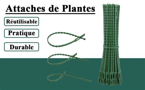 Illustration montrant l'utilisation d'élastiques et de liens souples pour l'arcure des branches