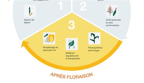 ampoule après la floraison
