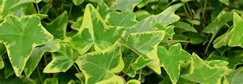 Galles sur feuilles de lierre