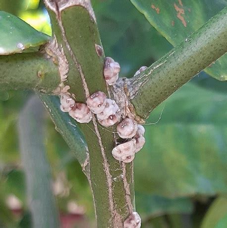 Cochenille à carapace sur une tige de lierre