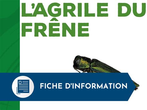 Frêne avec gourmands, signe d'infestation par l'agrile du frêne
