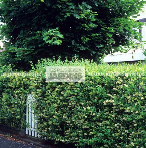 Haie de Ligustrum japonicum bien entretenue