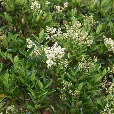 Mix d'arbustes avec Ligustrum japonicum