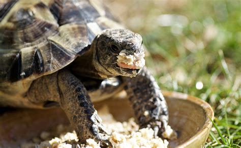 Tortue terrestre mangeant des fleurs d'hibiscus