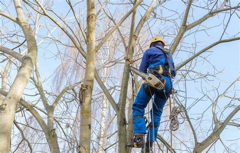 Un élagueur professionnel équipé en pleine ascension dans un arbre