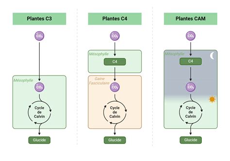 Schéma comparatif des métabolismes C3 et C4