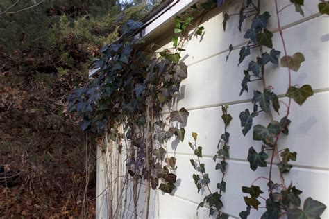 Lierre panaché sur un mur de jardin
