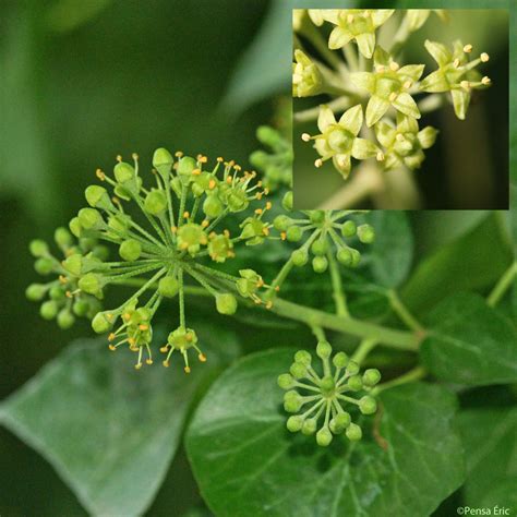Photo macro d'une fleur de lierre attirant un insecte pollinisateur