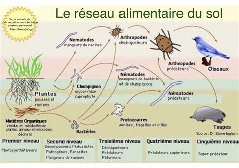 Schéma illustrant le cycle du réseau alimentaire du sol et l'interaction des micro-organismes avec la rhizosphère