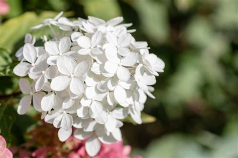 Gros plan sur une inflorescence d'hortensia aux teintes pastel dans un jardin ensoleillé