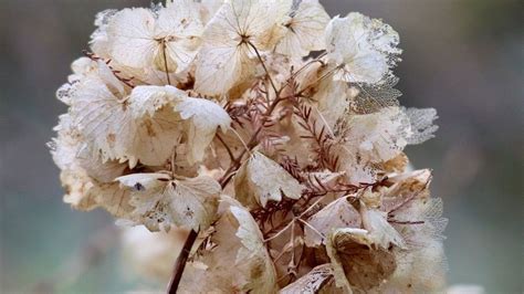 Détail artistique d'une fleur d'hortensia séchée avec des gouttes de rosée