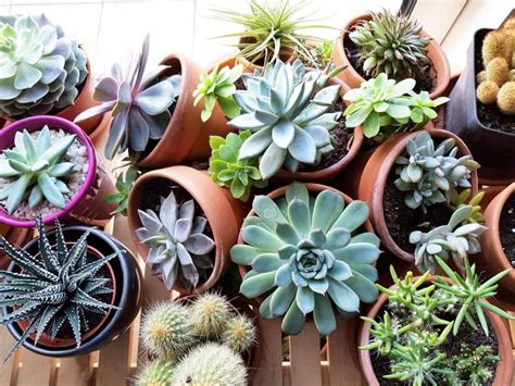 Introduction aux succulentes et plantes grasses en pot
