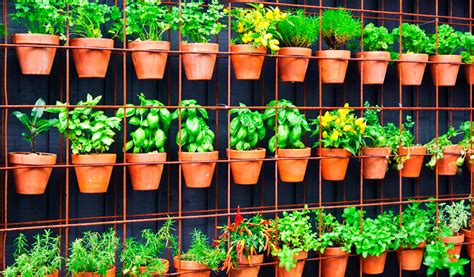 Infographie illustrant les différents types de jardinage (vertical, en pot, potager)