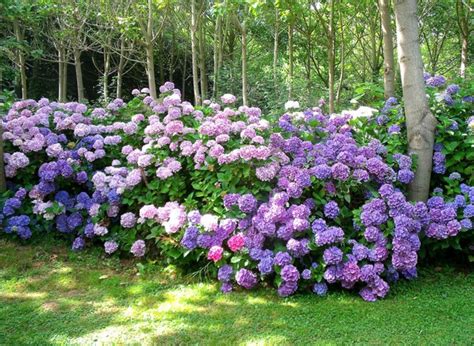Massif d'hortensias en sous-bois