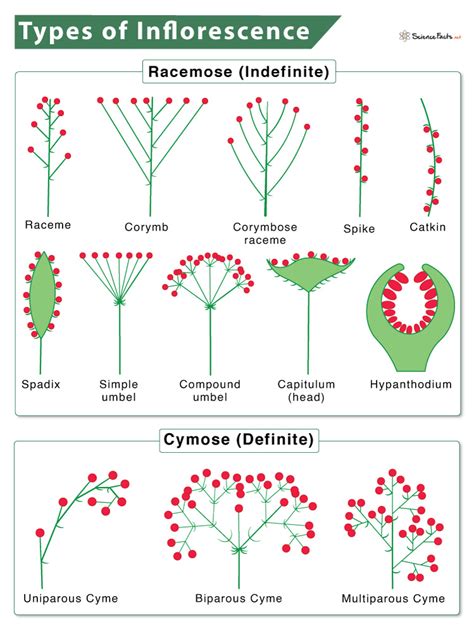 Comparatif des inflorescences : boules vs fleurs plates