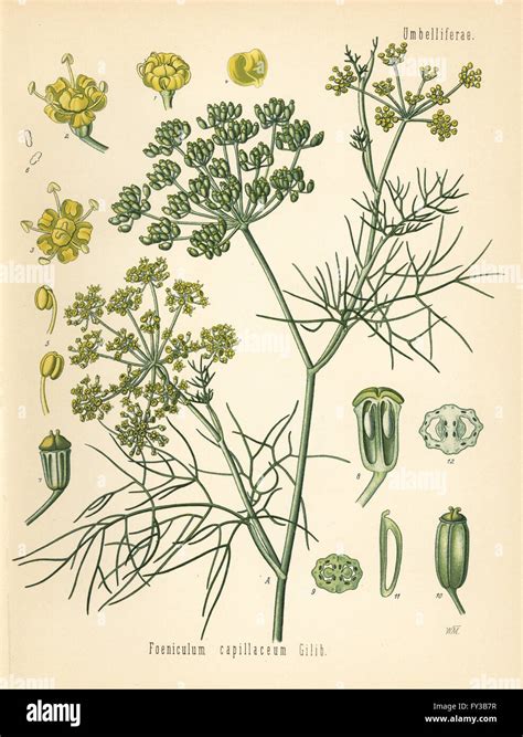 Illustration botanique du fenouil Foeniculum vulgare avec ses fleurs en ombelles et son bulbe