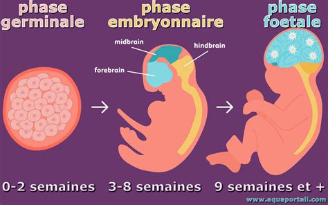 Schéma illustrant une greffe embryonnaire sur gland germé