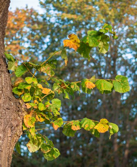 Feuillage jauni et flétri d'un arbre fruitier atteint