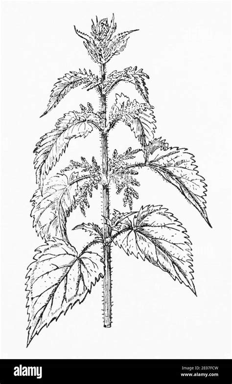 Illustration botanique de l'ortie dioïque montrant ses feuilles dentées et ses tiges urticantes