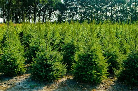 Plantation de sapins de Noël dans une pépinière spécialisée