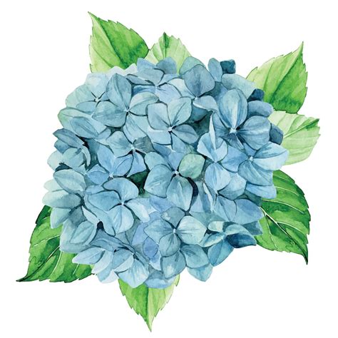 Détail des fleurs d'hortensia bleu et de leur structure délicate
