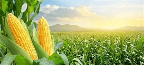 Champ de maïs en croissance sous un soleil estival
