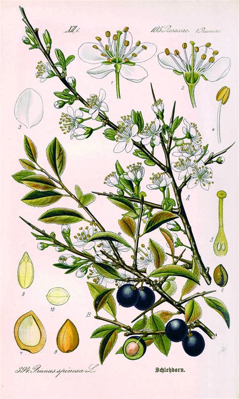 Illustration botanique du Prunus spinosa montrant ses fleurs printanières et ses drupes bleu-noir
