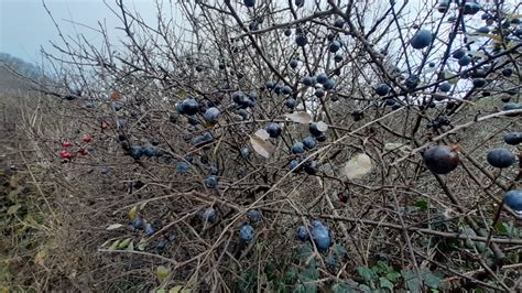Détail de la récolte des prunelles après les premières gelées