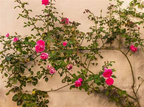 Illustration d'un rosier grimpant en pleine floraison avec des fleurs fanées à identifier