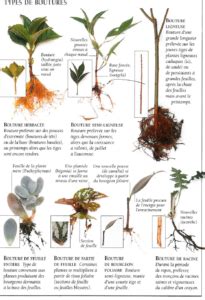 Schéma des différents types de boutures