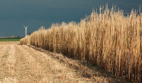 Champ de miscanthus récolté